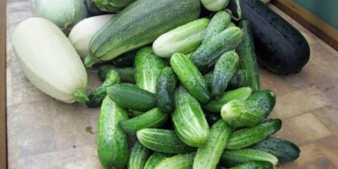 Da li je moguće posaditi krastavce i tikvice u blizini